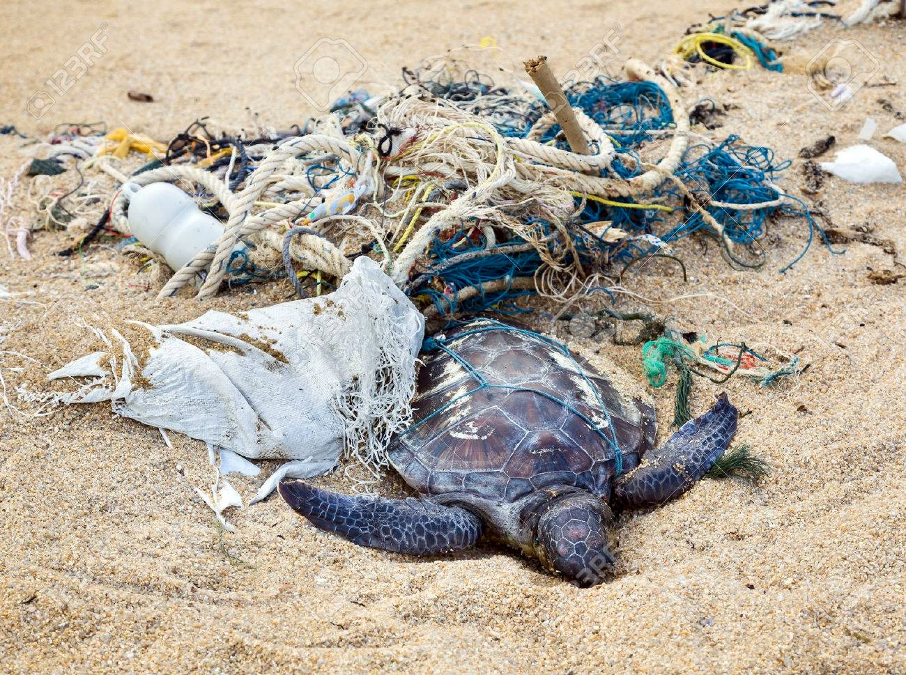 Trafic de tortues de mer : L’Afrique de l’Ouest ciblée